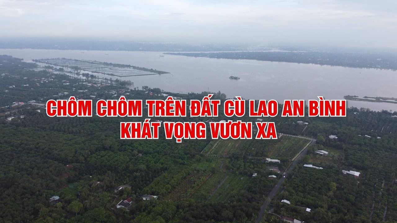 Chôm Chôm trên đất cù lao An Bình - Khát vọng vươn xa