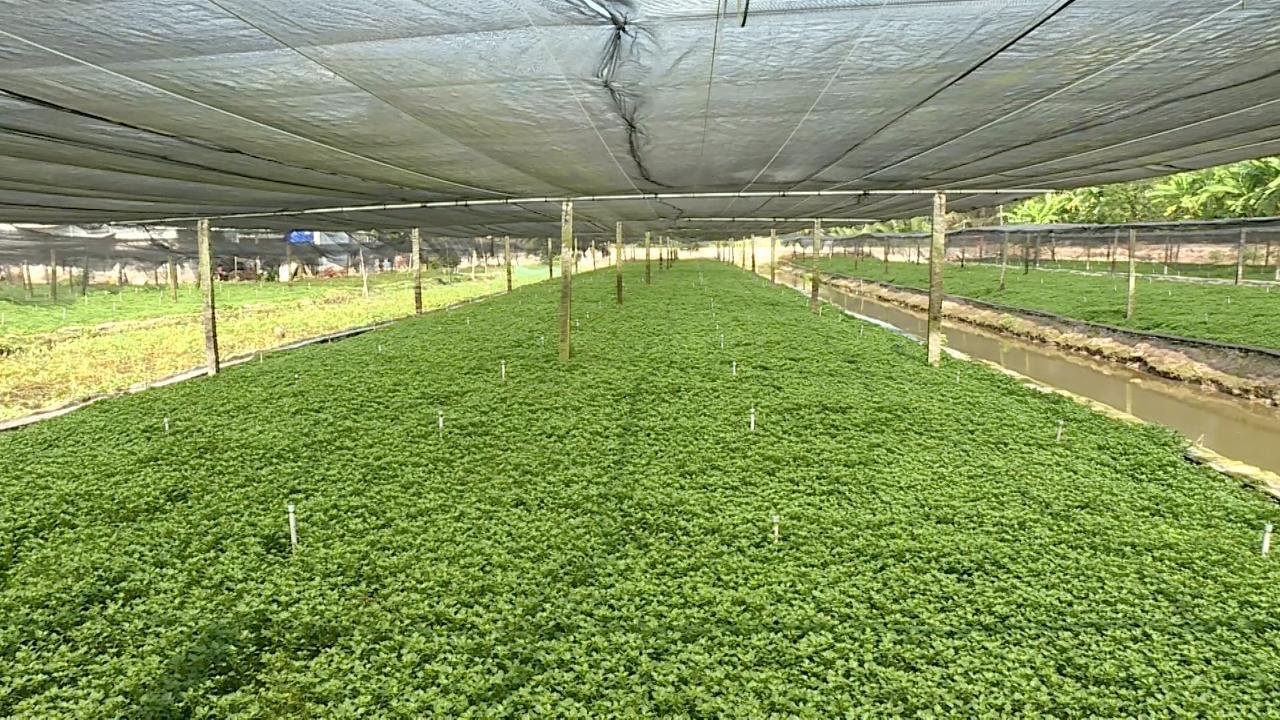 Tập trung phát triển vùng nguyên liệu xà lách xoong Bình Minh
