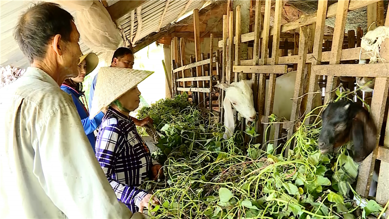 Bình Tân: Chú trọng phát triển chăn nuôi, nâng cao giá trị 
ngành nông nghiệp