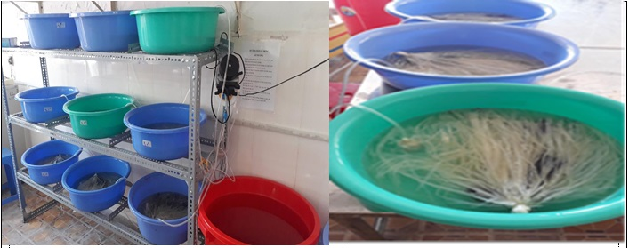 Quy trình kỹ thuật ương lươn đồng (Monopterus albus) từ giai đoạn bột lên giống bằng thức ăn công nghiệp
