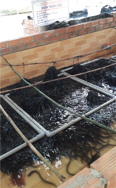 Vũng Liêm: Hiệu quả từ mô hình nuôi lươn thâm canh không bùn
