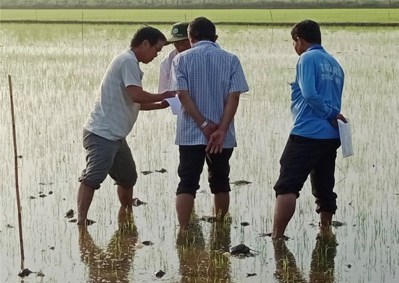 Mô hình quản lý sức khỏe cây trồng tổng hợp (IPHM) trên cây lúa tại huyện Tam Bình - Tỉnh Vĩnh Long