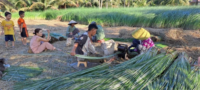 Cây lác-Nguồn nguyên liệu của xã Trung Thành Đông