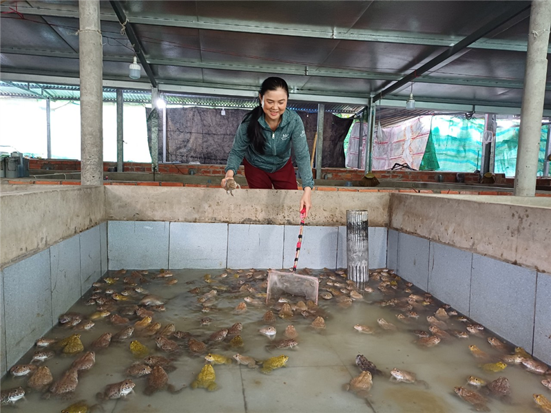 Mỗi kg ếch nuôi sau 3 tháng người nuôi thu lãi 10 ngàn đồng/kg