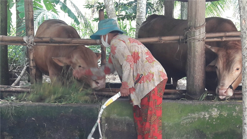 Xã Quới Thiện, huyện Vũng Liêm: Phát triển đàn gia súc, gia cầm tăng so cùng kỳ