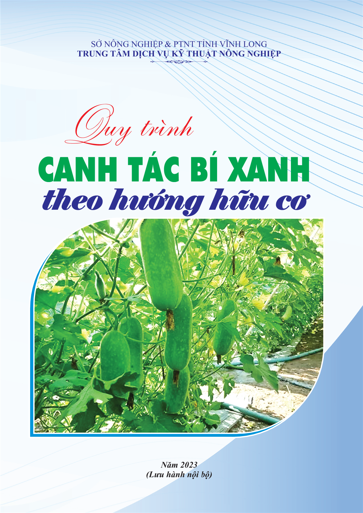 Quy trình canh tác bí xanh theo hướng hữu cơ